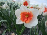 Narcis 'Riot' - Velkokorunné narcisy (Narcissus)