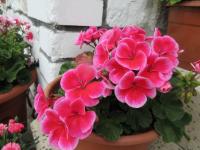 Pelargónie páskatá 'Tango Rose Mega Splash' (Pelargonium zonale)