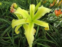 Denivka 'Mint Octopus' (Hemerocallis)