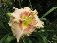 Denivka 'Smíšek (Hemerocallis)