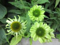 Třapatkovka nachová 'Prairie Blaze Green' (Echinacea purpurea)
