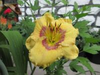 Denivka 'Oceans Eleven' (Hemerocallis)