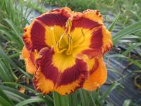Denivka 'Evocative' (Hemerocallis)