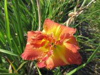 Denivka 'High Street' (Hemerocallis)
