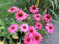Třapatkovka nachová 'Magnus' (Echinacea purpurea)