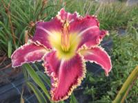 Denivka 'Crying in the Wilderness' (Hemerocallis)