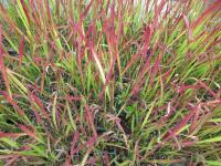 Imperáta válcovitá 'Red Baron' (Imperata cylindrica)