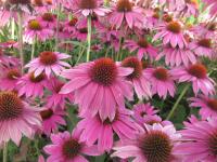 Třapatkovka nachová 'Lakota Rose' (Echinacea purpurea)