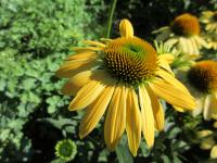 Třapatkovka nachová 'Mellow Yellows' (Echinacea purpurea)