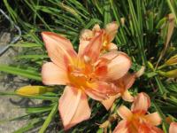 Denivka 'Double Lazure' (Hemerocallis)