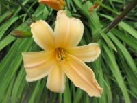 Denivka 'George Cunningham' (Hemerocallis)