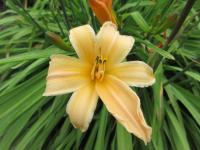 Denivka 'George Cunningham' (Hemerocallis)