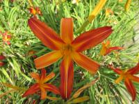 Denivka 'Rose of Texas' (Hemerocallis)