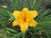 Denivka 'Double Talk' (Hemerocallis)