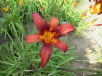Denivka 'Black Leopard' (Hemerocallis)