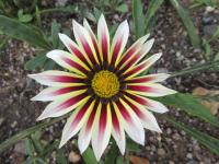 Gazánie zářivá 'Daybreak Rose Stripe' (Gazania rigens)