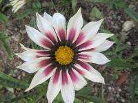 Gazánie zářivá 'Daybreak Rose Stripe' (Gazania rigens)