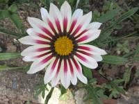 Gazánie zářivá 'Daybreak Rose Stripe' (Gazania rigens)