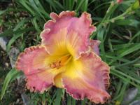 Denivka 'Inca Puzzle' (Hemerocallis)
