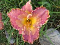 Denivka 'Inca Puzzle' (Hemerocallis)