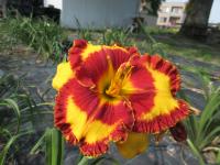 Denivka 'Can't Touch This' (Hemerocallis)