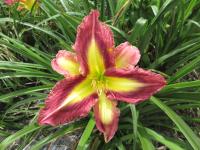 Denivka 'Amethyst Prism' (Hemerocallis)
