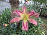 Denivka 'Ocean Spirit' (Hemerocallis)