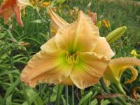 Denivka 'Jealous Refinement' (Hemerocallis)