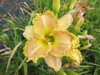 Denivka 'Forsyth Fancy Pants' (Hemerocallis)