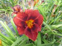Denivka 'Mahogany Magic' (Hemerocallis)