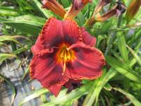 Denivka 'Mahogany Magic' (Hemerocallis)