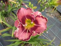 Denivka 'Volaris' (Hemerocallis)