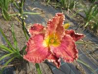 Denivka 'Red Friday' (Hemerocallis)