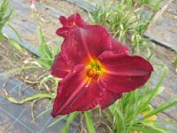 Denivka 'Tuscawilla Blackout' (Hemerocallis)