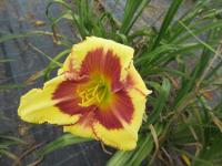 Denivka 'El Desperado' (Hemerocallis)