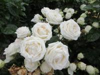 Růže 'Madame Anisette' - Velkokvěté růže (Rosa)