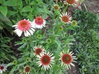 Třapatkovka nachová 'Strawberry and Cream' (Echinacea purpurea)