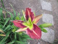 Denivka 'Malachite Prism' (Hemerocallis)