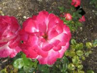 Růže 'Karkulka' - Mnohokvěté růže (Rosa)