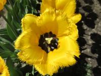Tulipán 'Crystal Star' - Třepenité tulipány (Tulipa)