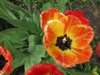 Tulipán 'Fringed Solstice' - Třepenité tulipány (Tulipa)