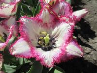 Tulipán 'Yasmine' - Třepenité tulipány (Tulipa)