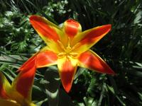 Tulipán 'Mariss Janson' - Kaufmanniana tulipány (Tulipa)