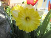 Narcis 'Dinnerplate' - Velkokorunné narcisy (Narcissus)