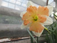 Narcis 'Hungarian Rhapsody' - Collar narcisy (Narcissus)