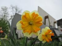 Narcis 'Congress' - Collar narcisy (Narcissus)