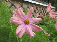 Krásenka zpeřená 'Apricotta' (Cosmos bipinnatus)
