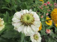 Ostálka sličná Peppermint Stick (Zinnia elegans)