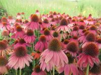 Třapatkovka nachová 'Lakota Red' (Echinacea purpurea)