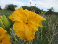 Denivka 'Song of the Empire' (Hemerocallis)